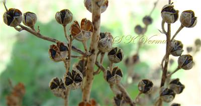  Dehisced fruits